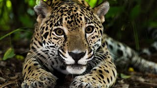 Los 30 Animales del AMAZONAS Más Increíbles y Bellos🦥🐆🐒 [upl. by Irabaj]