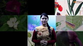 Anatomy of flowering Plants  Biology  Class 11  NEET  AIIMS  askIITians [upl. by Pepita912]