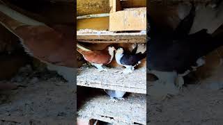 Pure pahadi siraji fancy pigeon short video subscribe 🥰🥰😥🕊️🕊️ [upl. by Leeda588]