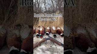 EPIC Pheasant Hunt pheasant pheasanthunting pointer birddog doublebarrelranch [upl. by Zigrang342]