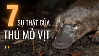 Top 7 sự thật kỳ quặc về THÚ MỎ VỊT  7 strange facts about Platypus  LIT KNOWLEDGE [upl. by Dibru]