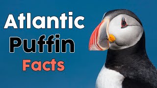 The Atlantic Puffin Facts [upl. by Jackqueline]