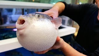 Japanese Street Food  ONE FUGU TO GO Osaka Seafood Japan [upl. by Nalid707]