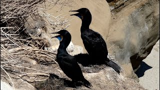 Brandts Cormorant  Adult and Juvenile [upl. by Acirne]