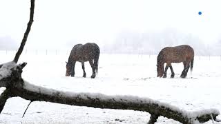 Déambulation poétique en slow motion au rythme des flocons qui tombent sur la FrancheComté [upl. by Kin]