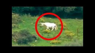 5 Unicorns Caught on Camera amp Spotted In Real Life [upl. by Mapes]