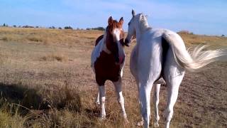 Horses in the field Stabilized [upl. by Hampton203]