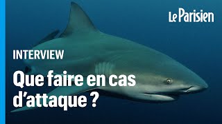 Attaque de requin  ces gestes qui peuvent « sauver votre peau » [upl. by Htrap84]