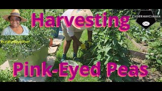 Harvesting Pink Eyed Peas aka Cow Peas  catshobbycorner [upl. by Lustig576]