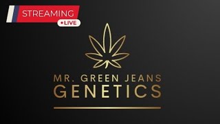 Live w Mr Green Jeans Genetics [upl. by Anikas88]