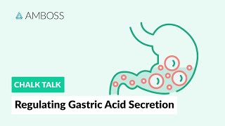 Regulating Gastric Acid Secretion Acetylcholine Gastrin and Histamine [upl. by Haily]