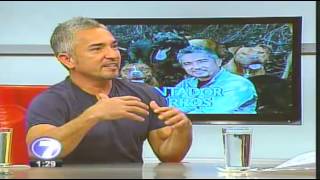 Cesar Millan quotEl Encantador De Perrosquot En Costa Rica Entrevista En Telenoticias [upl. by Tray]