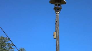 Sentry 5V Drumright Oklahoma Tornado Siren Test [upl. by Scarito]