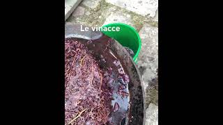 Le vinacce del Merlot [upl. by Estele]