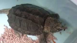 Macrochelys temminckiiă€€LEON [upl. by Batholomew407]