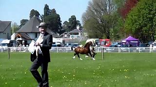 GLANUSK WELSH STALLION SHOW 2018 [upl. by Gross828]