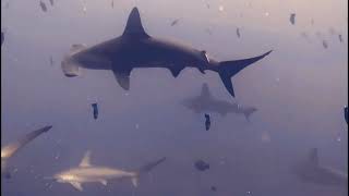 Schooling Hammerhead Sharks at Suanggi Manukang Banda Islands [upl. by Coraline]