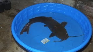 Keeping MEGALODON CATFISH indoors in kiddie pool [upl. by Odlamur105]