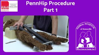 PennHip Procedure Part 1 [upl. by Yleve]