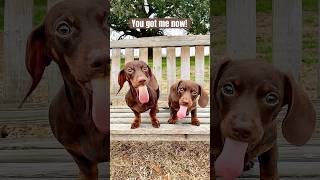 DACHSHUND PUPPIES Pose for Picture minidachshund puppy cute trend shorts dachshund cutepuppy [upl. by Nnaeinahpets]