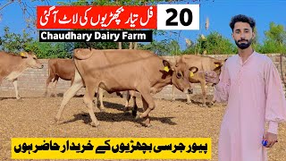 chaudhary dairy farm  jersey heifers  heifers for sale in punjab  pk janwar mandi [upl. by Arrec]