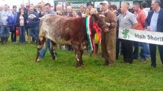 Irish Beef Shorthorn Society Video [upl. by Enar743]