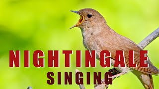 Singing NIGHTINGALE  the best BIRD SONG [upl. by Gean]