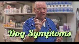 Dog Symptoms  Is My Dog Sick How to Read Dog Symptoms  Ask the Expert  Dr David Randall [upl. by Atiluap]