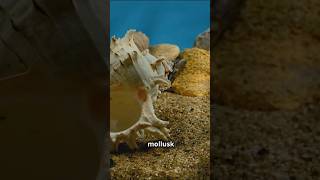 Part2 quotExploring Phylum Mollusca  PhylumMollusca 11thBiology BiologyExplained EducationalVideo [upl. by Akirrehs]