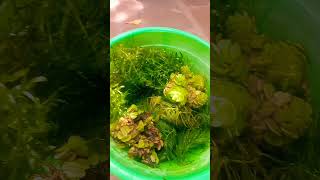 salvinia plant😈 hydrilla plant😍 foxtail plant😻 floating plants aquarium shorts [upl. by Phi]