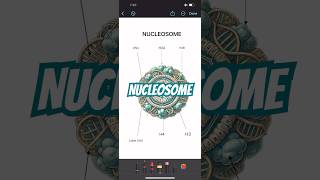 Structure of nucleosome shorts biology icse neet [upl. by Oakley405]