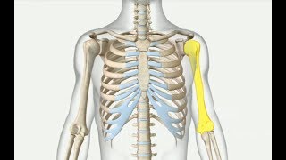 Humerus in Hindi  Upper Limb  Skeletal System  Nursing Lecture [upl. by Mcnelly]