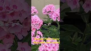 Phlox low maintenance perennial flower [upl. by Ehsiom]