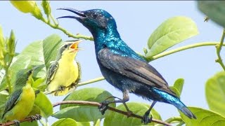 Sunbird SoundSunbird Calling Sound  Shiny Purple Sunbird Song Sunbird Singing  Sunbird Call [upl. by Thury]