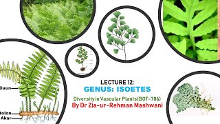 Lecture 12 Isoetes  Isoetaceae  Isoetales  quillworts [upl. by Ayanahs]