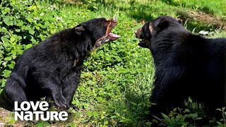 Spectacled Bears Battle for Control of Tree House  Love Nature [upl. by Brout]