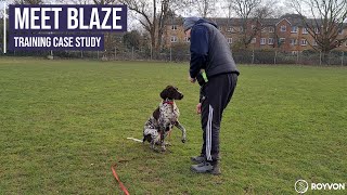 Obedience and recall training for a German Shorthaired Pointer [upl. by Edivad141]