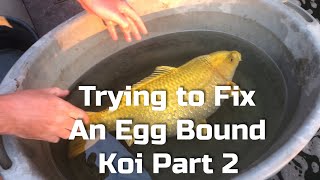 Trying to fix an egg bound koi Part 2 [upl. by Nalyad]