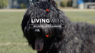 ALL ABOUT LIVING WITH BOUVIER DES FLANDRES [upl. by Gerk757]