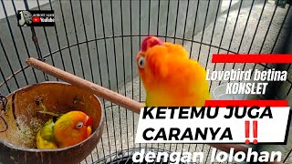 LOVEBIRD BETINA KONSLET‼️AKHIRNYA KETEMU JUGA CARANYA [upl. by Mcdowell]