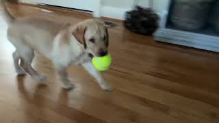 Goldador pup learning how to play fetch at 9 weeks old [upl. by Gnurt102]