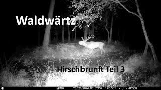 Hirschbrunft Teil 3  mit der Wildkamera unterwegs [upl. by Lauter]