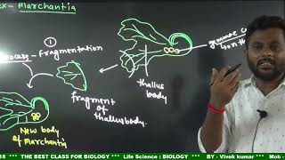 Plant  Bryophytes  liverworts Reproductionbiology  class 11 [upl. by Ruscher]