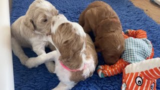 Three week old apricot and parti Goldendoodle puppies play [upl. by Nauh]