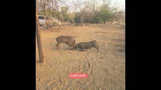 Tussle for greatness V12 on road test warthogsfightbeautifulwildlife please subscribe for more [upl. by Ruscher]