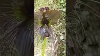 tacca chantrieri [upl. by Nocaj]