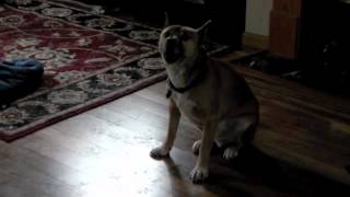 New Guinea Singing Dog Howl [upl. by Griggs]