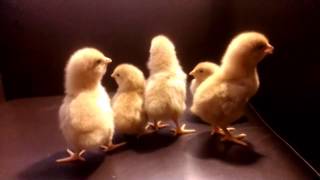 Baby Chicks Chirping  Must Watch This Peep Show [upl. by Hedveh]