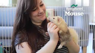 Everything Ferret From Oxbow Animal Health [upl. by Tadashi]