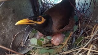 Common myna Birds Feed the baby in the nest well  6  Review Bird Nest [upl. by Latihs]